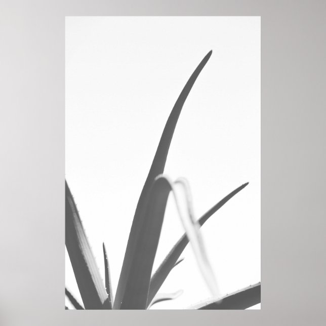 Monochrome Black White Aloe Plant Leaves Poster (Front)