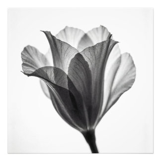 Monochrome botanical fine art photograph
