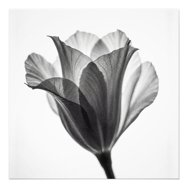 Monochrome botanical fine art photograph (Front)