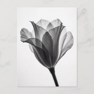 Monochrome botanical fine art photograph postcard