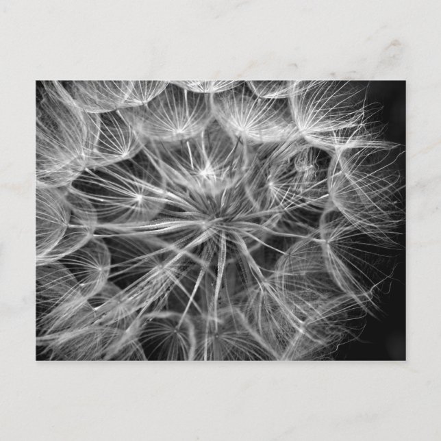 Monochrome Dandelion Seed Macro Postcard (Front)