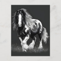 Monochrome Gypsy Cob Horse