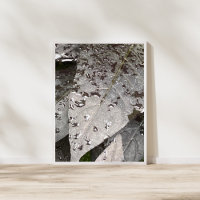 Monochrome Plant Photography 