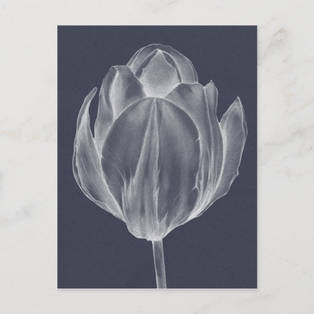 Monochrome Tulip I Postcard (Front)