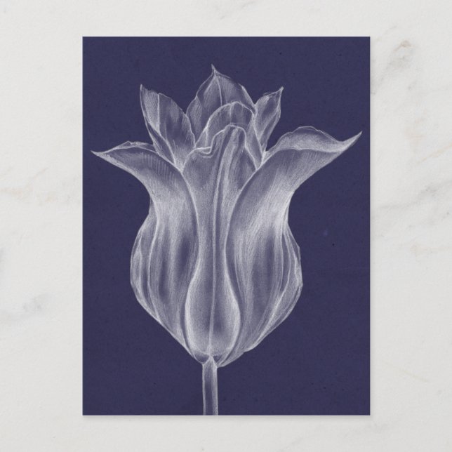 Monochrome Tulip III Postcard (Front)