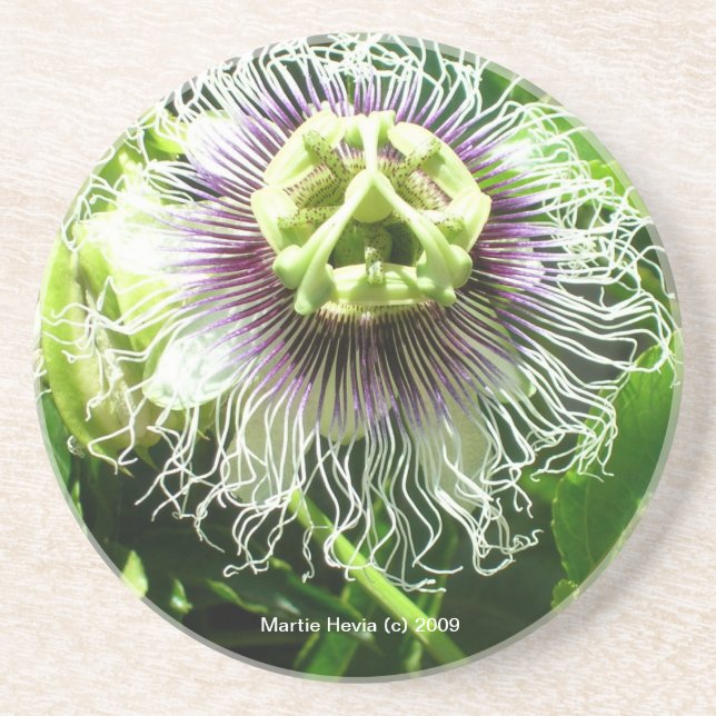 Monster Flower - Coaster (Front)