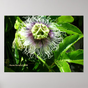 Monster Flower Print - Select Your Frame