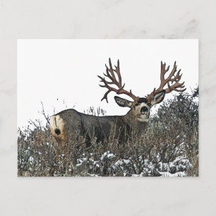 Monster mule deer 2 postcard