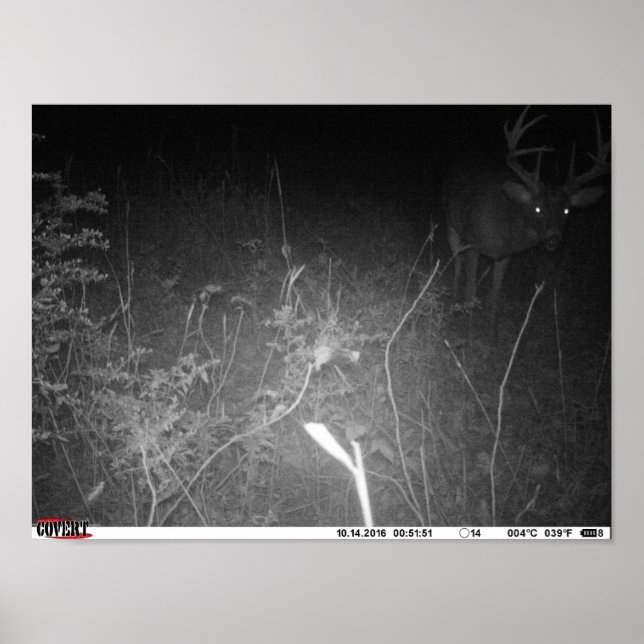 Monster Trail Camera Buck Poster (Front)