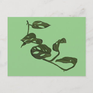 Monstera Adanosii Cheese Plant Illustration Green Postcard