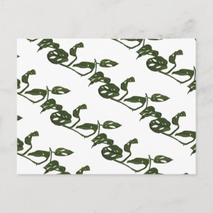 Monstera Adanosii Cheese Plant Pattern Green Postcard