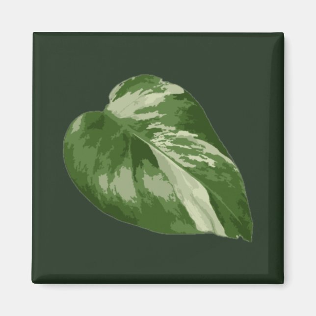 Monstera Albo Leaf Magnet — Rare Variegation  (Front)
