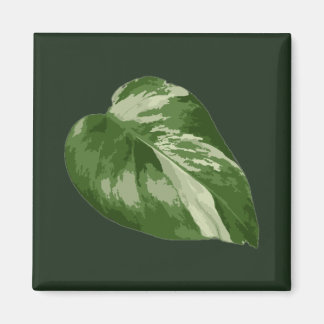 Monstera Albo Leaf — Rare Variegation Magnet