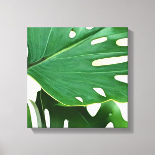 Monstera Leaves  Canvas Print