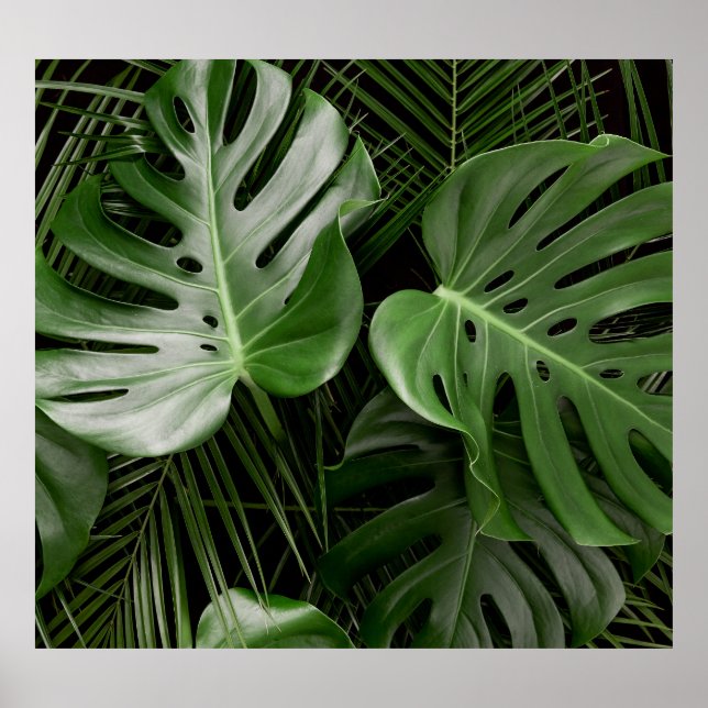 Monstera leaves, luxury tropical layout. poster (Front)