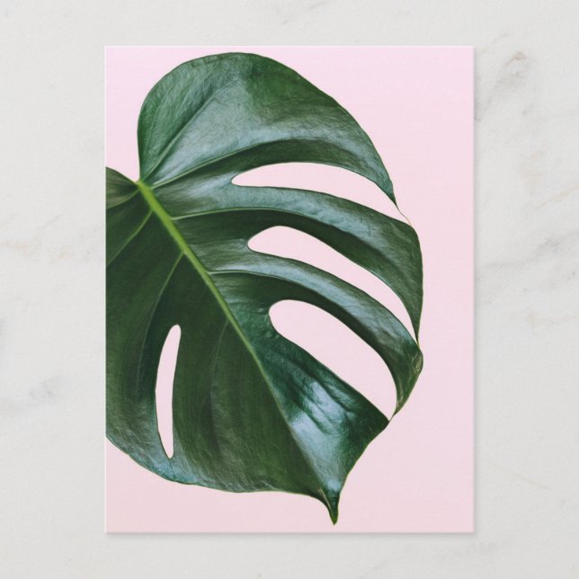 Monstera Tropical Leaf Postcard (Front)