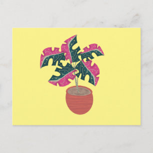 Monstera Variegated Pink and Green Potted Plant Postcard