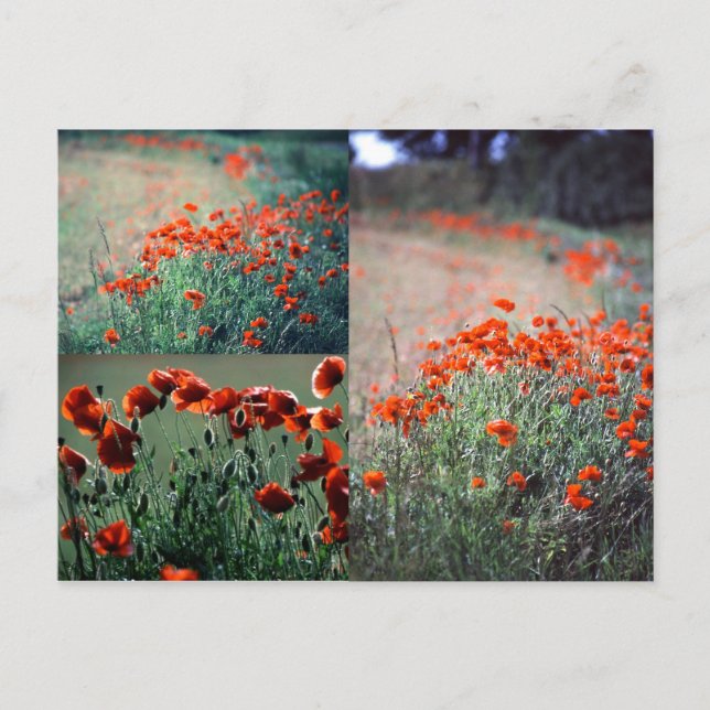 Montage Poppies | Postcard (Front)