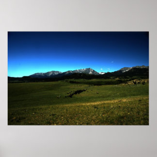 Montana Cattle Drive Poster