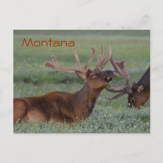Montana elk postcard (Front)