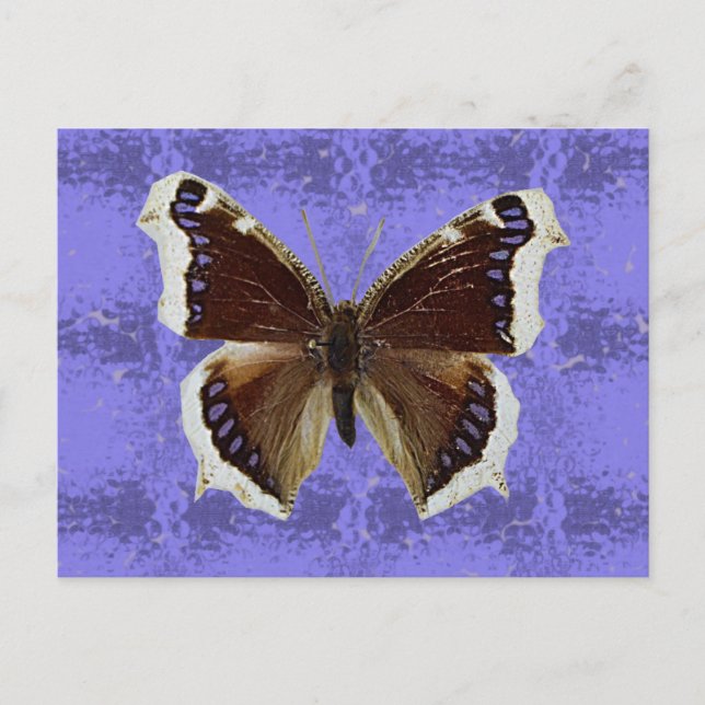Montana Mourning Cloak Butterfly Postcard (Front)