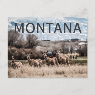 MONTANA POSTCARD