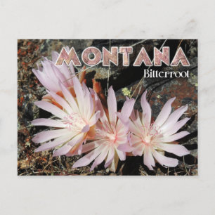 Montana State Flower: Bitterroot Postcard