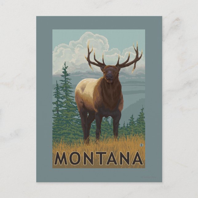 MontanaElk Scene Postcard (Front)
