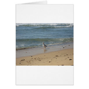 Montauk beach seagull love