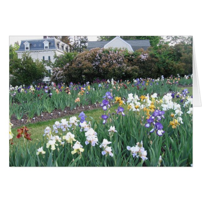 Montclair Irises (Front Horizontal)