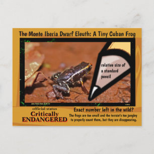 Monte Iberia Eleuth - an endangered rain frog -~~ Postcard