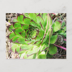 Montepulciano Vino Nobile, Italy Postcard