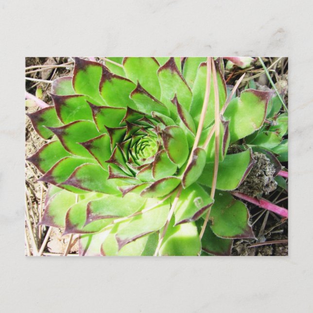 Montepulciano Vino Nobile, Italy Postcard (Front)