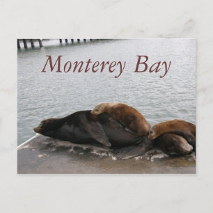 Monterey Bay - Sea Lions Post Card
