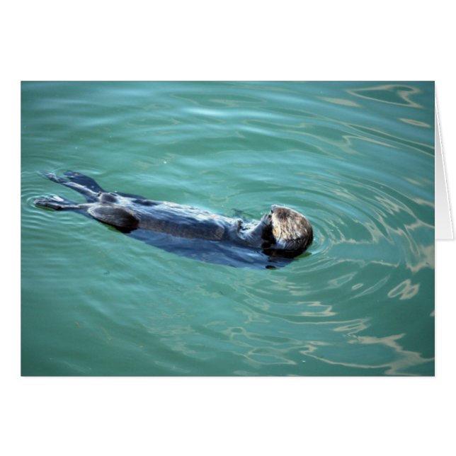 Monterey Bay Sea Otter (Front Horizontal)
