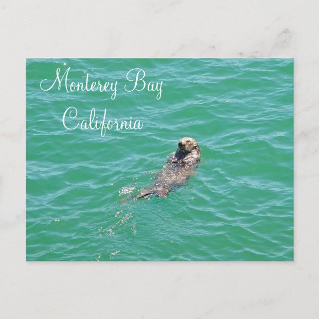 Monterey Bay Sea Otter Postcard (Front)