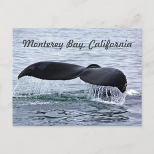 Monterey Bay Whale Tail Postcard