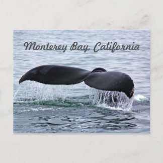 Monterey Bay Whale Tail Postcard