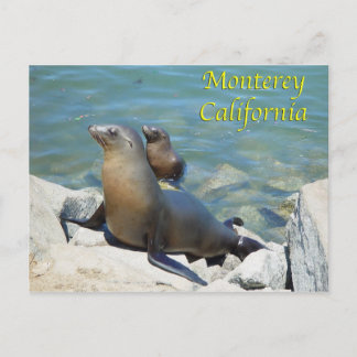 Monterey California Postcard