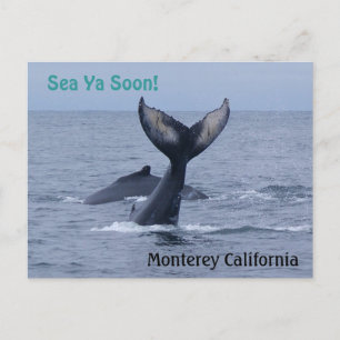 Monterey California Whale Tail Postcard