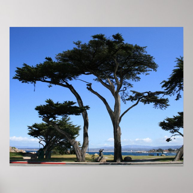 Monterey Cypress Tree, Coastline Photo Poster (Front)