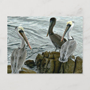 Monterey Pelicans Postcard