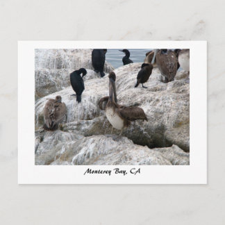 Monterey Pelicans Postcard