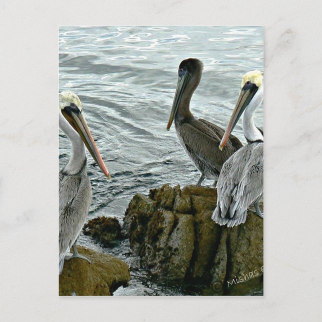 Monterey Pelicans Postcard (Front)