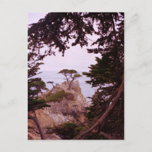Monterey Postcard