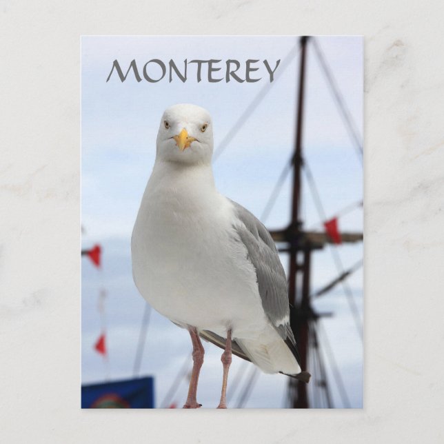 Monterey, Seagull and Boat Postcard (Front)