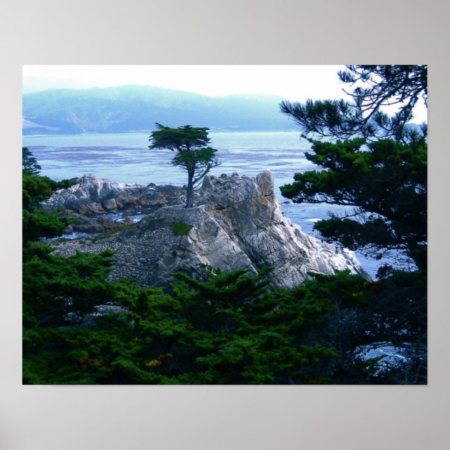 montery tree poster (Front)