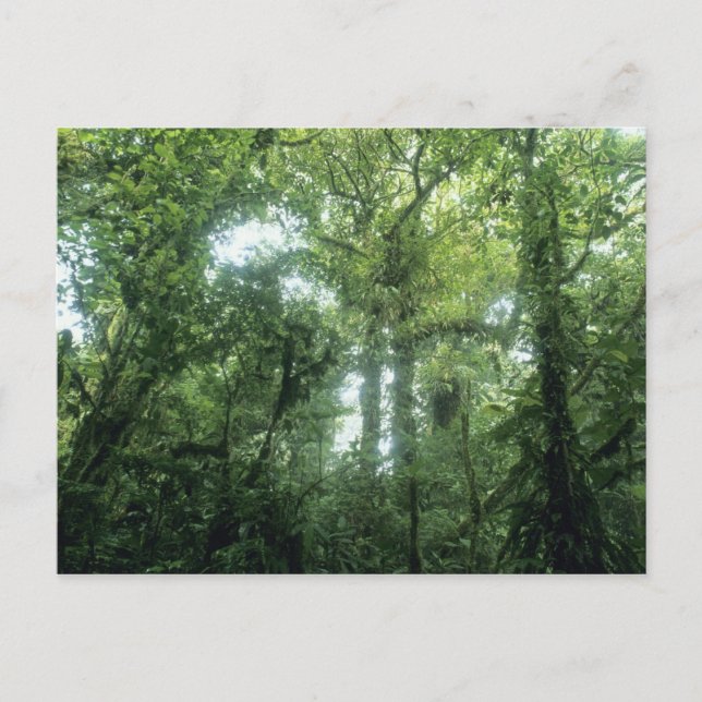 Monteverde Cloud Forest, Costa Rica. Postcard (Front)