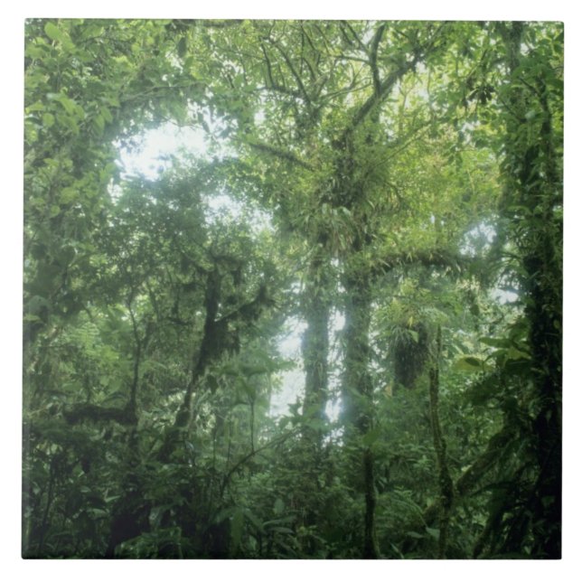 Monteverde Cloud Forest, Costa Rica. Tile (Front)