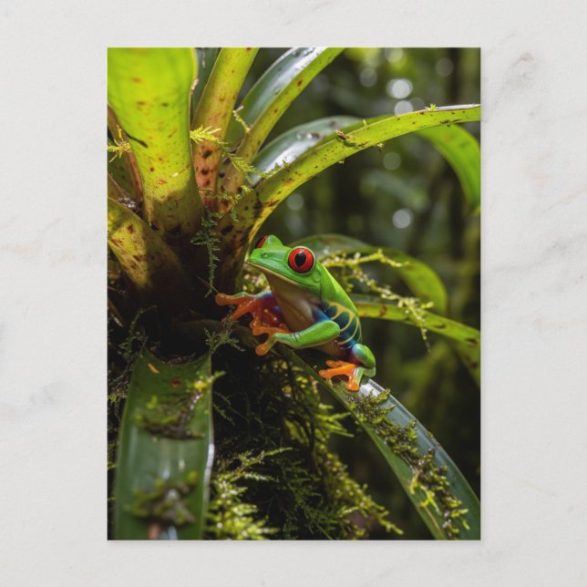 Monteverde Cloud Forest Red eyed treefrog Postcard (Front)